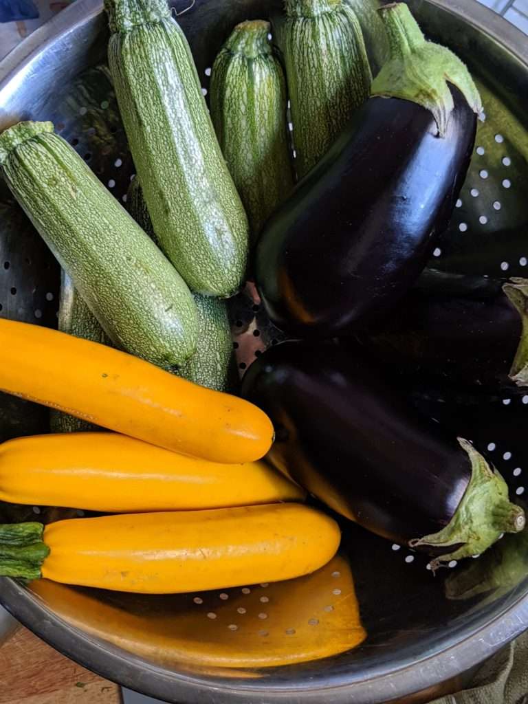 squash and eggplant