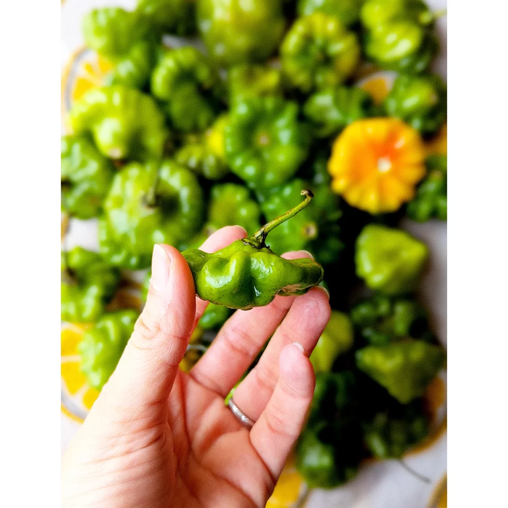 Aji dulce peppers