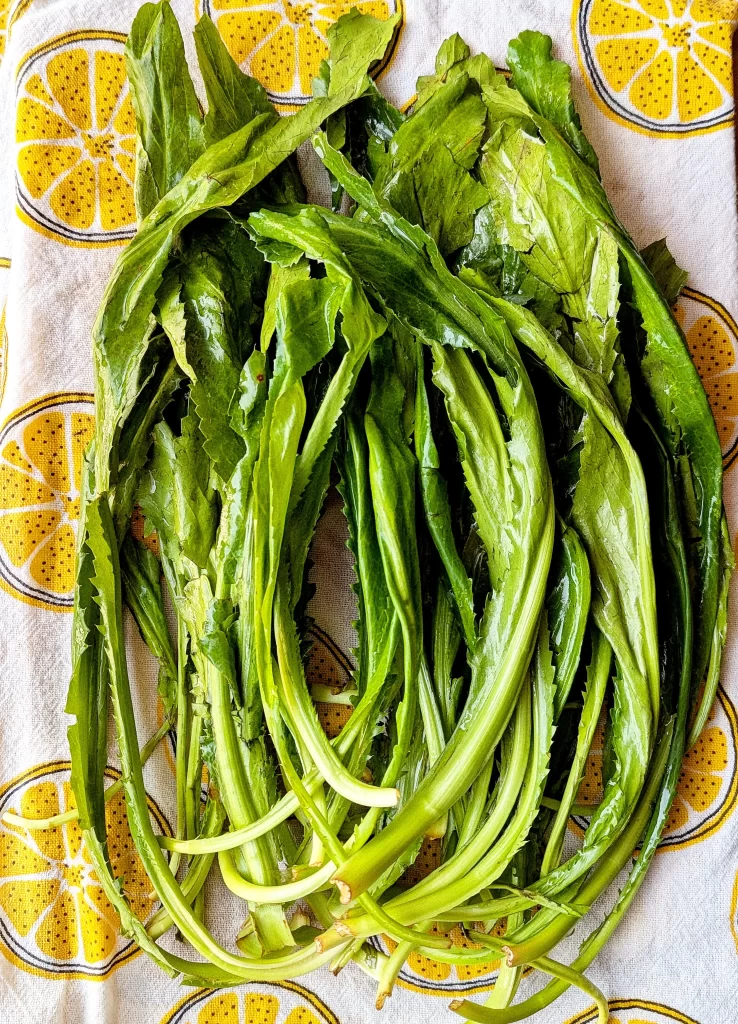 Culantro