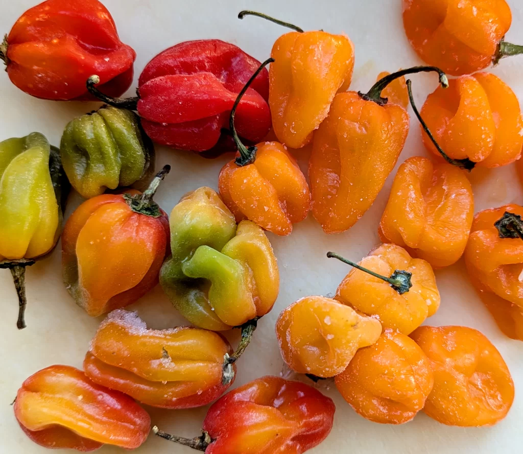 scotch bonnet and habanero peppers